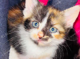 Beautiful  kittens for sale