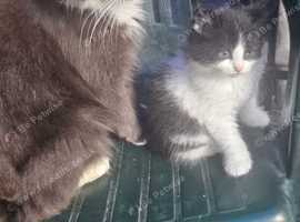 Female kittens need new home