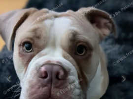 Beautiful girl for sale SOLD !!