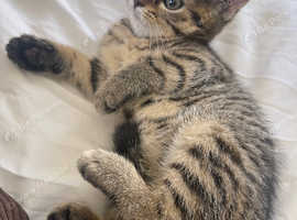 British shorthair mixed
