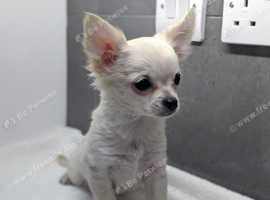 Chihuahua Dogs And Puppies For Sale And Rehome In Lancashire