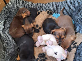 Beautiful Jack russell pups