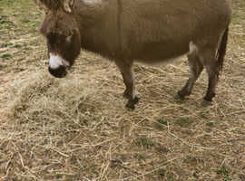 Mediterranean Miniature Donkey