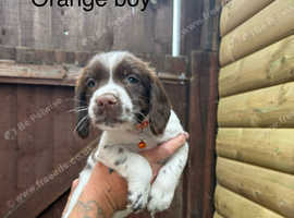 Male Springer Spaniel