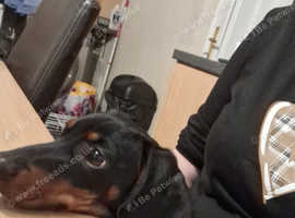 8 month old kc dachshund
