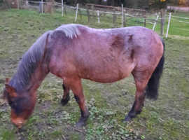11.1hh gelding 4 years
