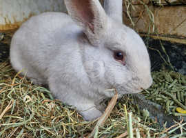 Lilac breed rabbit