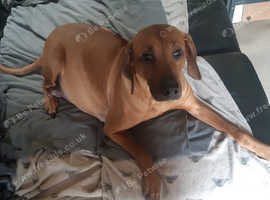 KC RHODESIAN RIDGEBACK PUPPIES