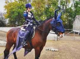 15.2 french trotter X cob gelding for sale