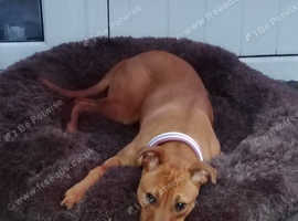 10 mouth old Bullmastiff cross
