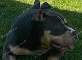 Female Bulldog Pocket 6 months