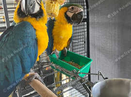 Beautiful and tamed Macaw needs a new home