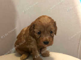 Minature cockapoo puppeies