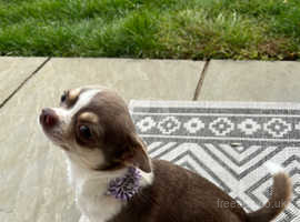 Long hair chihuahua puppies for sale near clearance me