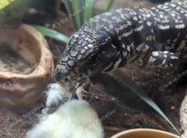 Male tegu