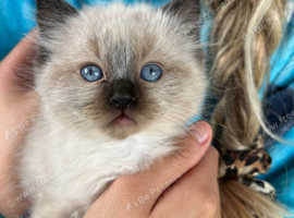 Beautiful ragdoll kitten for sale