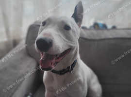 English bull terrier X