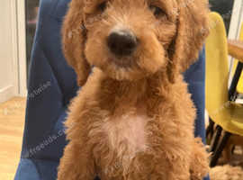 LAST 2 GIRLS  READY NOW Multi genera standard goldendoodles ready from 15 May