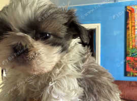 Just 3 Beautiful Shih Tzu puppies left, a boy & two girls