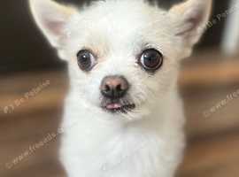 3 year old Maltchi (Maltese Chihuahua) Dog