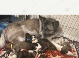 Huskita
