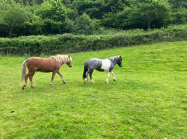 2 x Dartmoor hill ponies looking for new homes