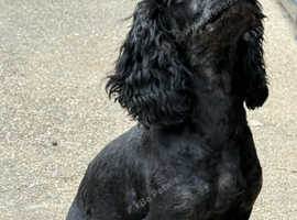 Adorable Miniature Poodle Puppies