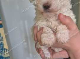Puppy's