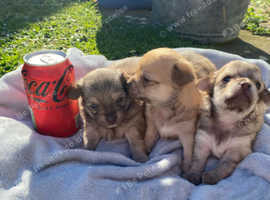 Beautiful Dachshund x Chihuahua puppies. Reduced as need to find loving homes urgently
