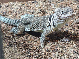 Collared lizard