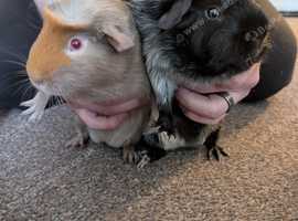Guinea boys new home needed asap.