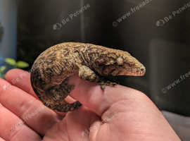 Leachianus gecko for sale