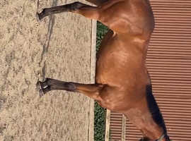 Safe chunky TB mare 15.2 6 years old allrounder in work project