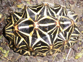 Female Indian Star Tortoise Uk Bred 2020 in Southampton SO30 on Freeads ...