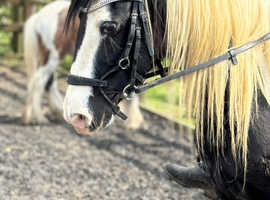 Dolly riding mare.