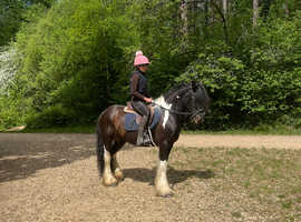 14hh 7yo ride & drive gypsy cob mare summer project