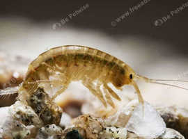 30+ Mini Gammerus Shrimp/ Scuds