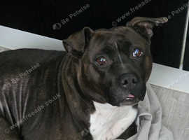Hi im otavia loving home needed