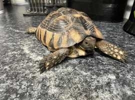 Male marginated tortoise for sale with full set up