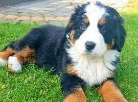Bernese Mountain Dogs - adorable puppies / 2 last puppies