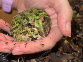 Friendly Juvenile samurai blue Pacman Frog for sale