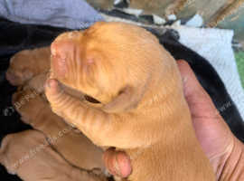 Fox red Labrador