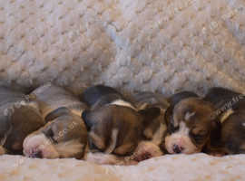 Beautiful KC Beagle Puppies
