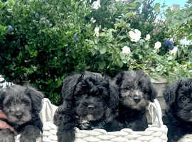 Miniature schnoodle puppies