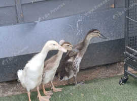 Ducks for sale £20
