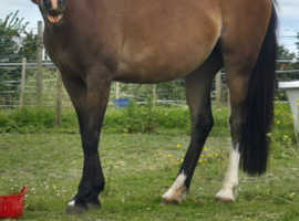 Welsh Section a mare pony 12.2 h