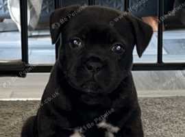 Staffordshire bull terrier pup