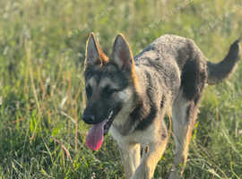 German shepherd female