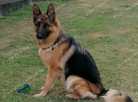 Teach control dog training