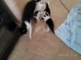3 kittens